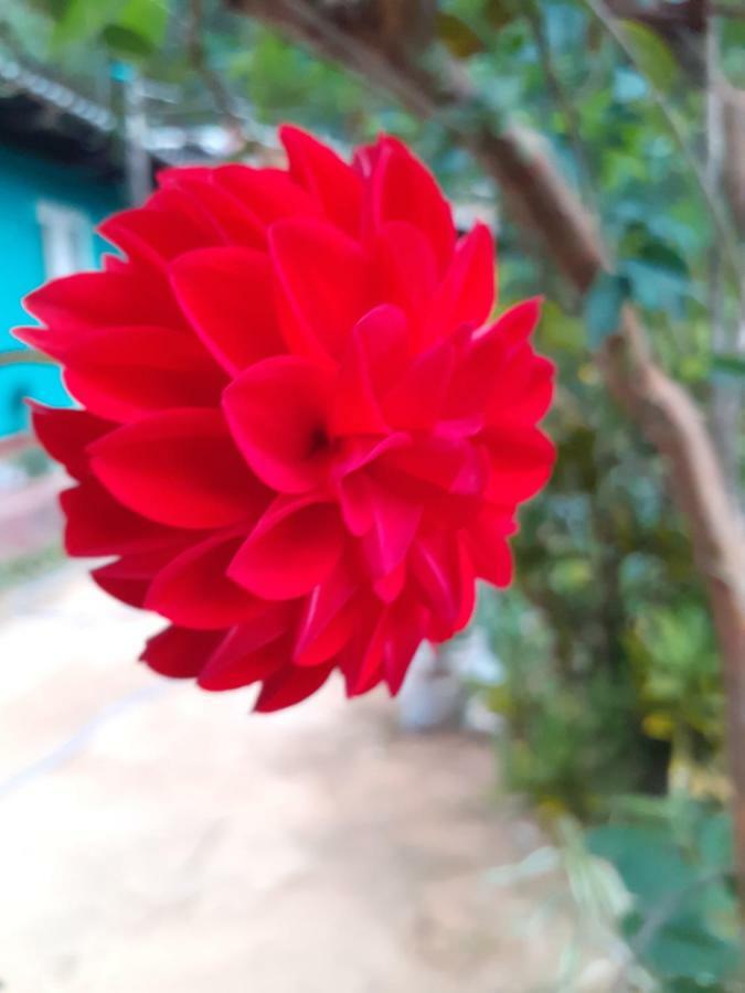 Secret Nest Homestay Ella Esterno foto