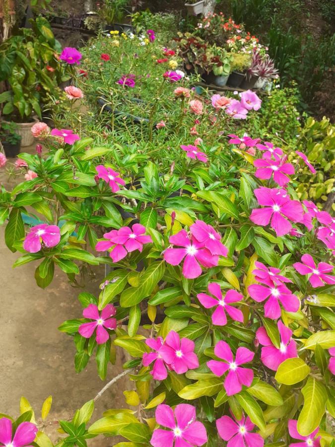Secret Nest Homestay Ella Esterno foto
