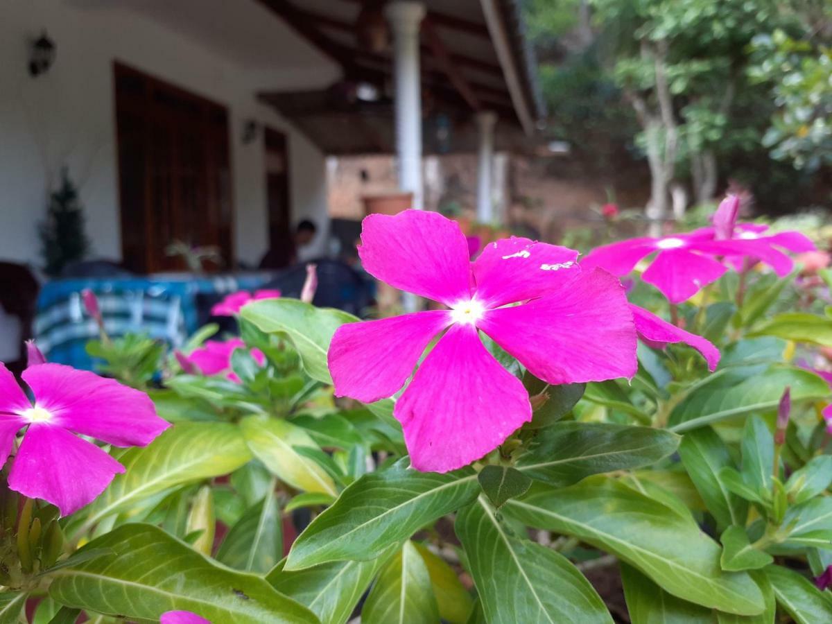 Secret Nest Homestay Ella Esterno foto